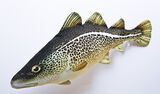 COD, 75 cm