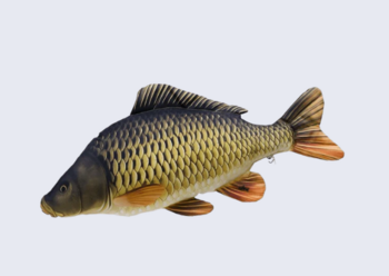 Foto - COMMON CARP, 160 cm