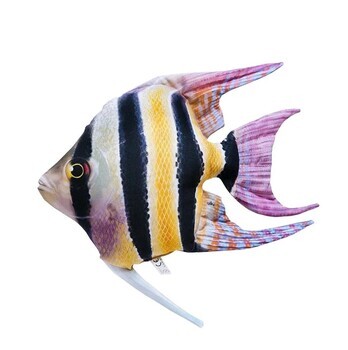 Foto - CUSHION, THE FRESHWATER ANGELFISH, 51 cm