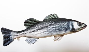 Foto - SEA BASS, 70 cm