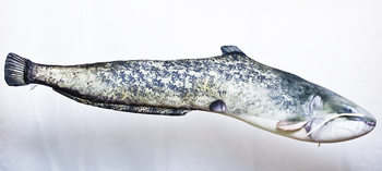 Foto - CATFISH, 115 cm