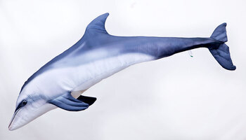 Foto - BOTTLENOSE DOLPHIN, 125 cm