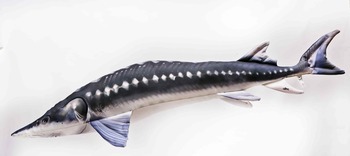 Foto - EUROPEAN STURGEON, 200 cm